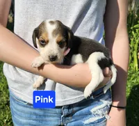 Pink, a female Beagle for sale in Groton, NY – 1 of 6