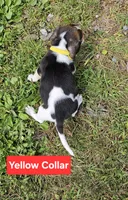 Yellow Collar, a male Beagle for sale in Groton, NY – 4 of 5
