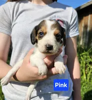 Pink, a female Beagle for sale in Groton, NY – 3 of 6