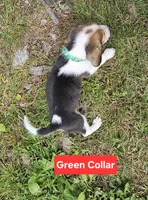 Green Collar, a male Beagle for sale in Groton, NY – 4 of 5