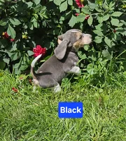 Black Collar, a male Beagle for sale in Groton, NY – 10 of 10