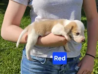 Red, a female Beagle for sale in Groton, NY – 2 of 5