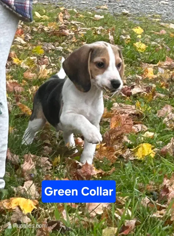 Green Collar – Beagle puppy for sale in Groton, NY