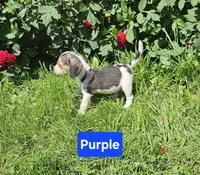 Purple, a female Beagle for sale in Groton, NY – 2 of 8
