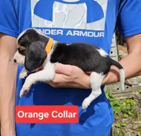 Orange Collar, a male Beagle for sale in Groton, NY – 2 of 5