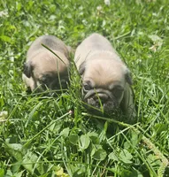 Black, a male Pug for sale in Groton, NY – 2 of 4