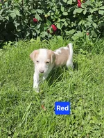 Red, a female Beagle for sale in Groton, NY – 4 of 8