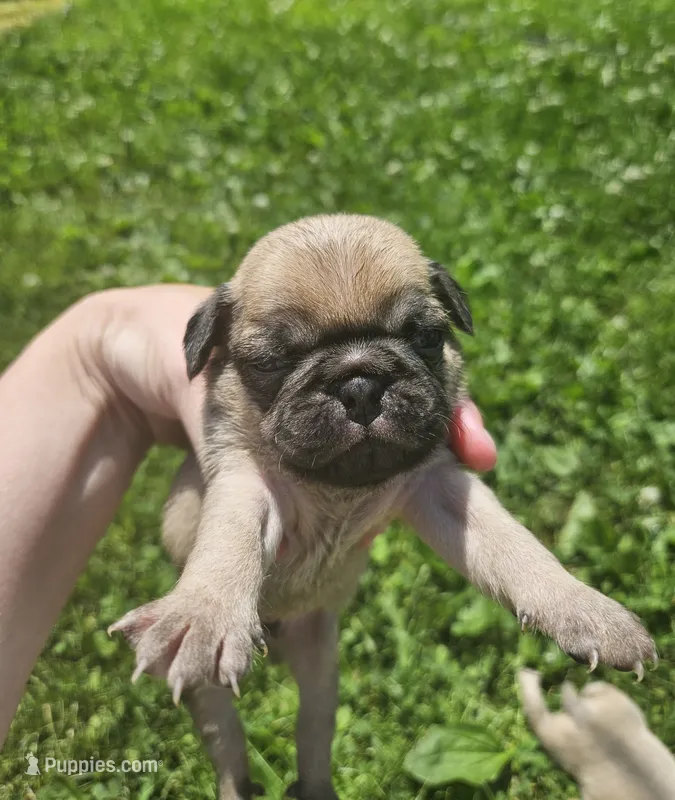 Black – Pug puppy for sale in Groton, NY
