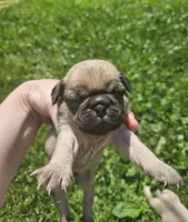 Black, a male Pug for sale in Groton, NY – 1 of 4