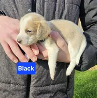 Black, a male Beagle for sale in Groton, NY – Photo 4 of 5