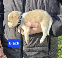 Black, a male Beagle for sale in Groton, NY – Photo 3 of 5