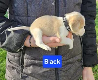 Black, a male Beagle for sale in Groton, NY – Photo 1 of 5