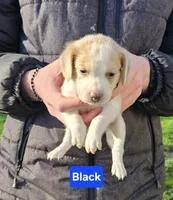 Black, a male Beagle for sale in Groton, NY – Photo 2 of 5