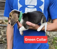 Green Collar, a male Beagle for sale in Groton, NY – 3 of 5