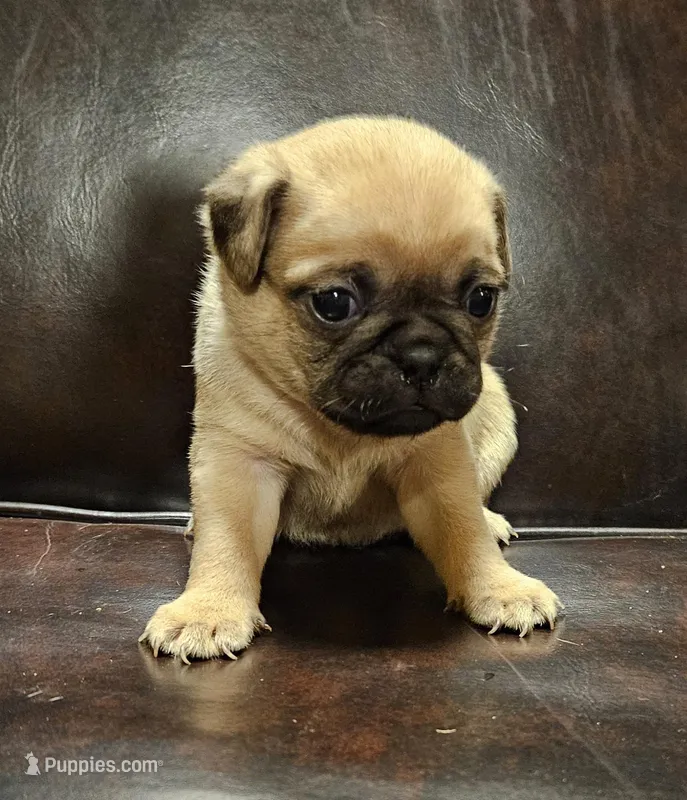 Blue – Pug puppy for sale in Groton, NY