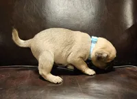 Blue, a male Pug for sale in Groton, NY – Photo 3 of 6