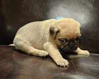 Blue, a male Pug for sale in Groton, NY – Photo 2 of 6