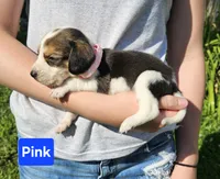 Pink, a female Beagle for sale in Groton, NY – 2 of 6