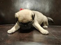 Red, a female Pug for sale in Groton, NY – Photo 4 of 8