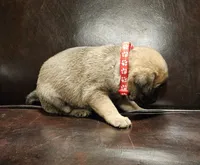 Red, a female Pug for sale in Groton, NY – Photo 2 of 8