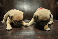 Red, a female Pug for sale in Groton, NY – Photo 6 of 8