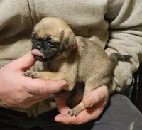 Red, a female Pug for sale in Groton, NY – Photo 3 of 9