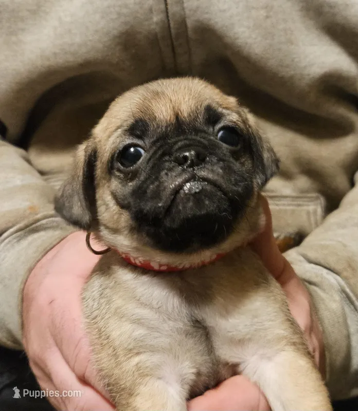 Red, a female Pug for sale in Groton, NY – Photo 1 of 9