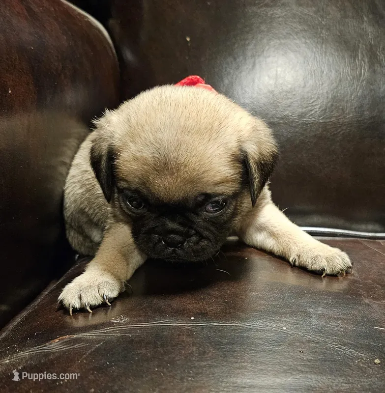 Red – Pug puppy for sale in Groton, NY