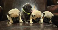 Red, a female Pug for sale in Groton, NY – Photo 7 of 8