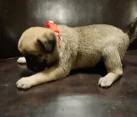 Red, a female Pug for sale in Groton, NY – Photo 3 of 8