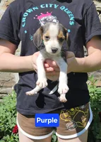 Purple, a female Beagle for sale in Groton, NY – 5 of 8