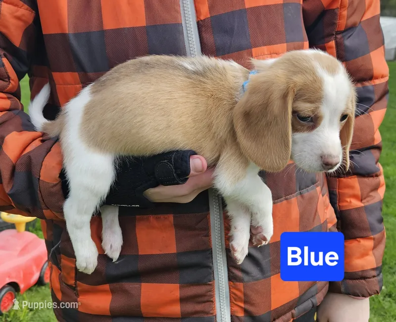 Blue – Beagle puppy for sale in Groton, NY