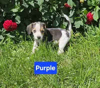 Purple, a female Beagle for sale in Groton, NY – 3 of 8