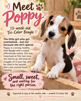 Poppy, a female Beagle for sale in Groton, NY – 1 of 9