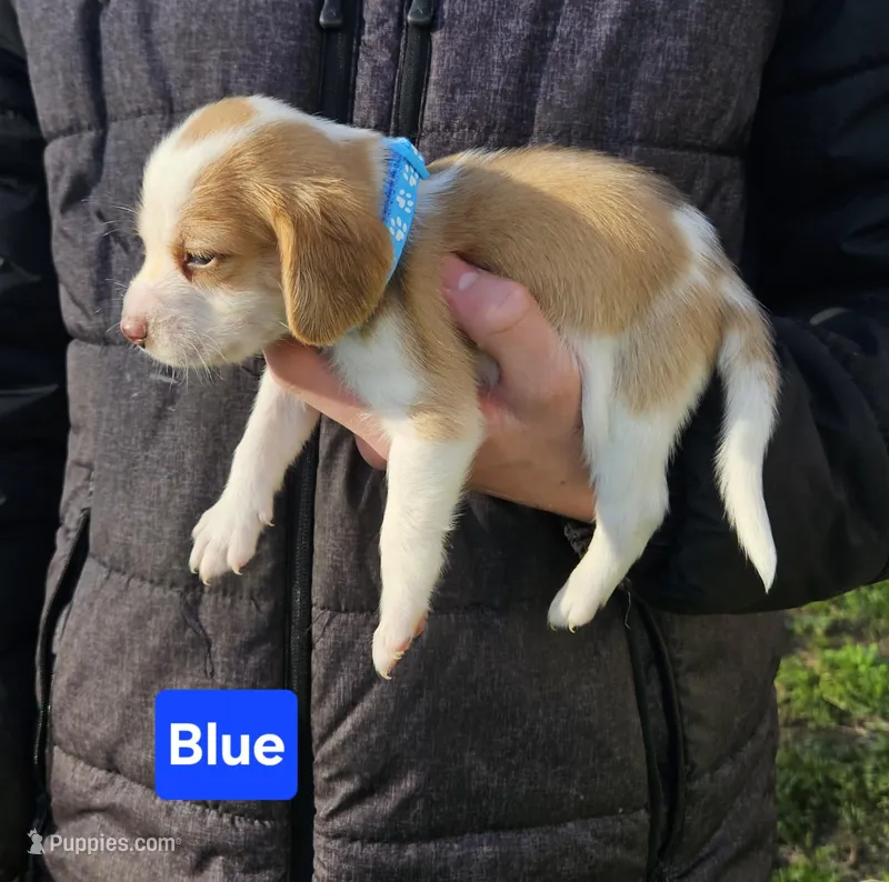 Blue – Beagle puppy for sale in Groton, NY