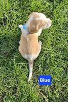 Blue, a male Beagle for sale in Groton, NY – Photo 4 of 5