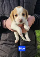 Blue, a male Beagle for sale in Groton, NY – Photo 3 of 5