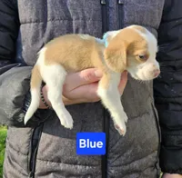 Blue, a male Beagle for sale in Groton, NY – Photo 2 of 5