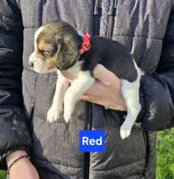 Red, a female Beagle for sale in Groton, NY – Photo 3 of 5