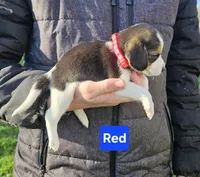 Red, a female Beagle for sale in Groton, NY – Photo 2 of 5