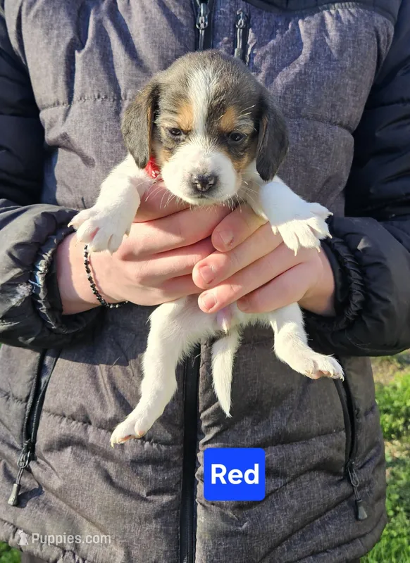 Red – Beagle puppy for sale in Groton, NY