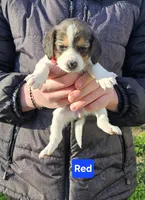 Red, a female Beagle for sale in Groton, NY – Photo 1 of 5