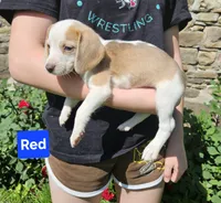 Red, a female Beagle for sale in Groton, NY – 1 of 8
