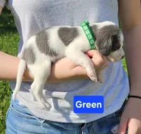 Green, a male Beagle for sale in Groton, NY – 2 of 5