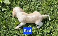 Red, a female Beagle for sale in Groton, NY – 3 of 5