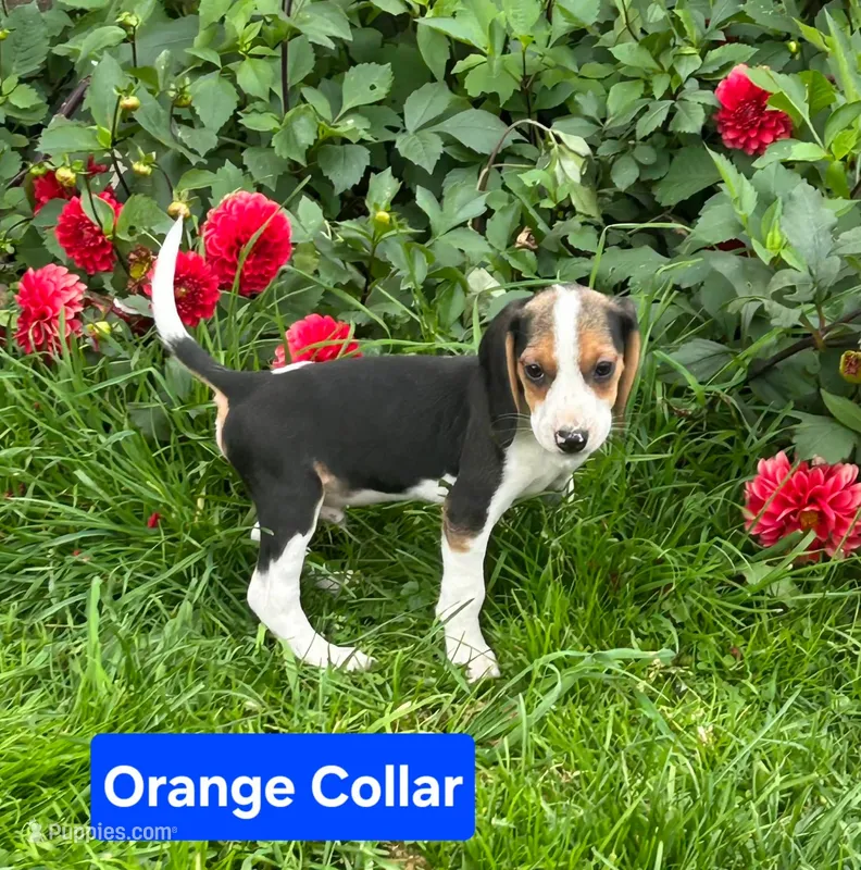 Orange Collar – Beagle puppy for sale in Groton, NY