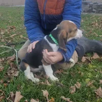 Green, a male Beagle for sale in Groton, NY – Photo 2 of 4