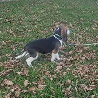 Green, a male Beagle for sale in Groton, NY – Photo 4 of 4