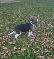 processed/fb64407c-486c-47f1-a1aa-1580ef65dc21/listing/55c11bf6-a7d6-45f3-9bcd-2b24fb620332/b7f1d0a9-f5e4-4a2f-84bf-044865b64686