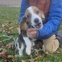 Green, a male Beagle for sale in Groton, NY – Photo 3 of 4